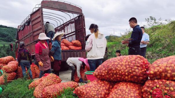 盤州市支行950萬元“產(chǎn)業(yè)化龍頭企業(yè)流動資金貸款”助力農(nóng)戶增收