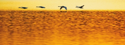  (tng),l(shu)ڳ!T{Sӎ(k)^(q)Z