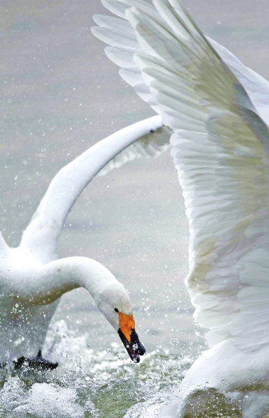  (tng),l(shu)ڳ!T{Sӎ(k)^(q)Z