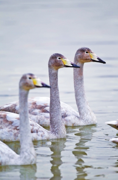  (tng),l(shu)ڳ!T{Sӎ(k)^(q)Z