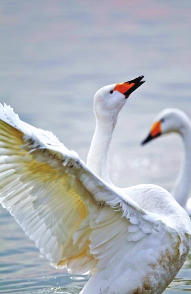  (tng),l(shu)ڳ!T{Sӎ(k)^(q)Z