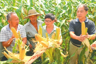 汝陽田間推介會成農(nóng)民“好集市”