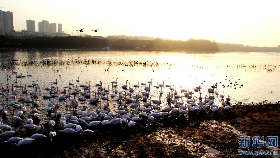 白天鵝如約而至 天鵝城喜迎 仙客