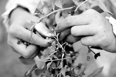 “花椒女孩”的勵志暑假走紅網(wǎng)絡