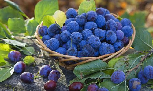 X׽@15NȻʳa(b)X