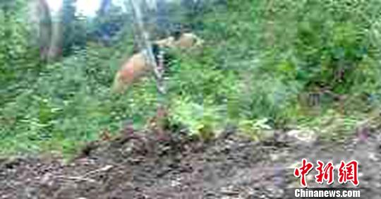 四川瀘定一次發(fā)現(xiàn)2只野生活體大熊貓