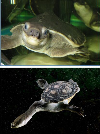 印尼海關(guān)查獲4600多只走私中國珍稀海龜 險被吃或入藥