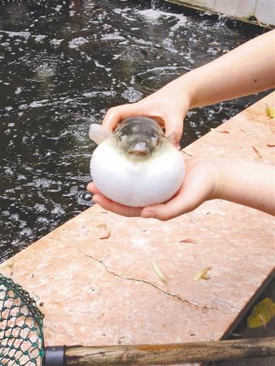 國內(nèi)河豚禁令或?qū)⒎砰_ 曾有地下食客吃進ICU