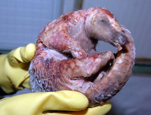 中國人越南人將穿山甲視為珍饈 致非法獵殺猖獗