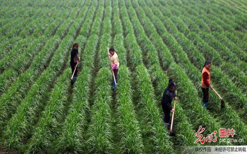 【新常態(tài) 光明論】建設(shè)產(chǎn)業(yè)集群打造農(nóng)業(yè)創(chuàng)新高地